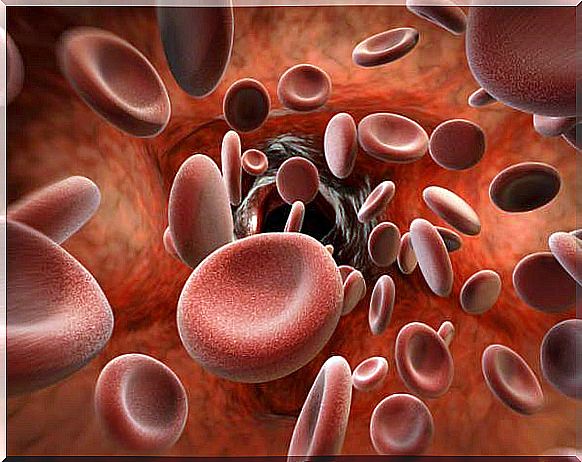 Red blood cells transport oxygen thanks to hemoglobin.