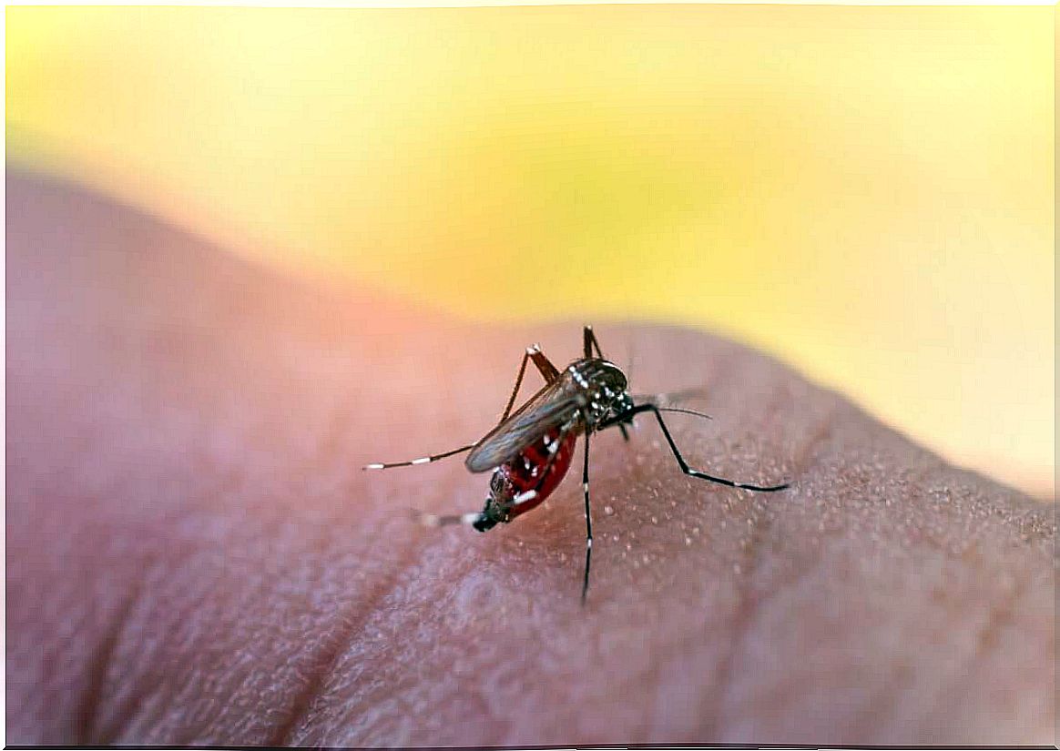 Mosquitoes transmit dangerous diseases such as dengue fever.  Therefore, you have to beware of them.