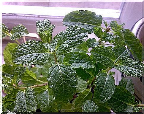 Fresh mint - neutralizes the unpleasant smell of sweat