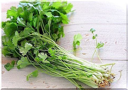 Fresh coriander leaves