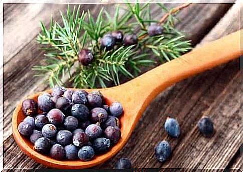 Juniper fruit and twig