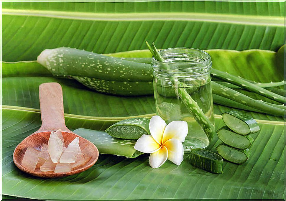 Health properties of aloe and its influence on the body