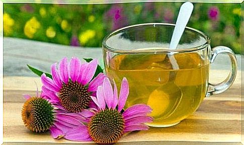 Herbal teas - Echinacea