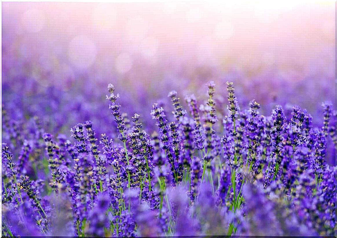 Lavender essential oil has a calming effect.