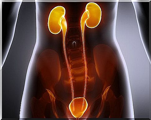 Kidneys and human kidney health