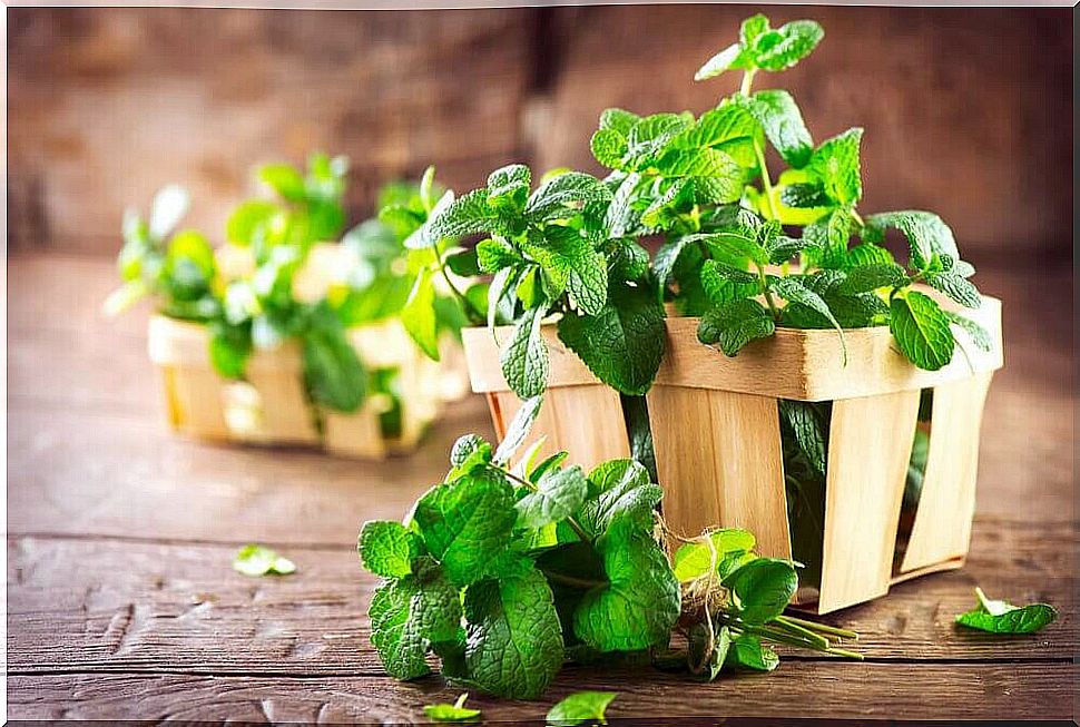 Fresh mint leaves