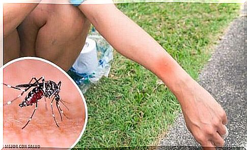 Mosquito bite: what happens then?