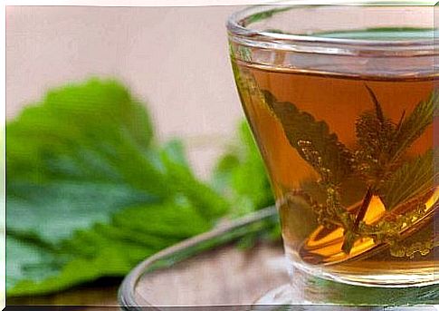 The infusion of nettle and plantain effectively treats fatty liver.