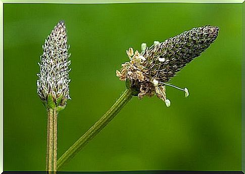 Plantain