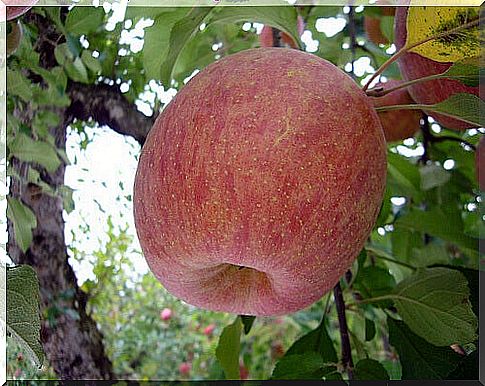 An apple on a tree branch