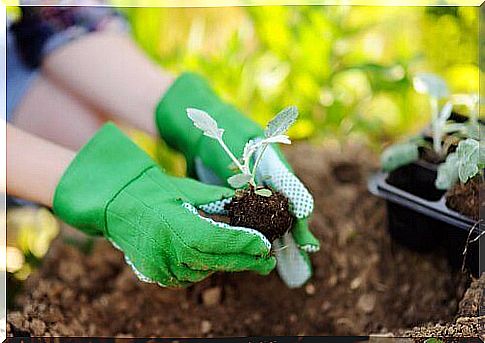 Transplanting plants - what should you remember when doing this?