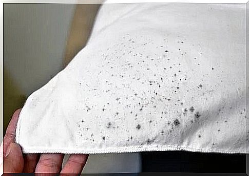 Why does mold appear on clothes in the wardrobe?